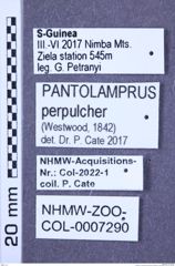 Etiketten zu Pantolamprus perpulcher (Westwood, 1842) (NHMW-ZOO-COL-0007290)